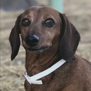 Meet your Posher, Kari